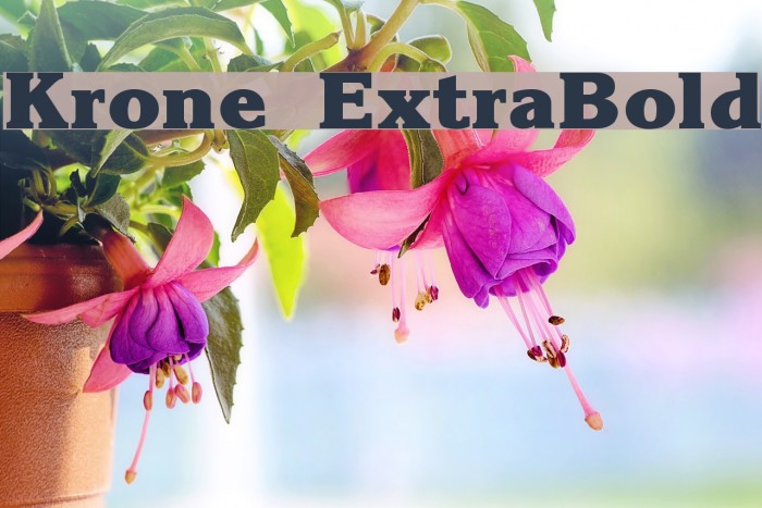 Krone ExtraBold Font examples