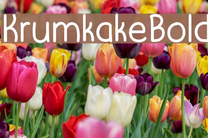 KrumkakeBold Font examples