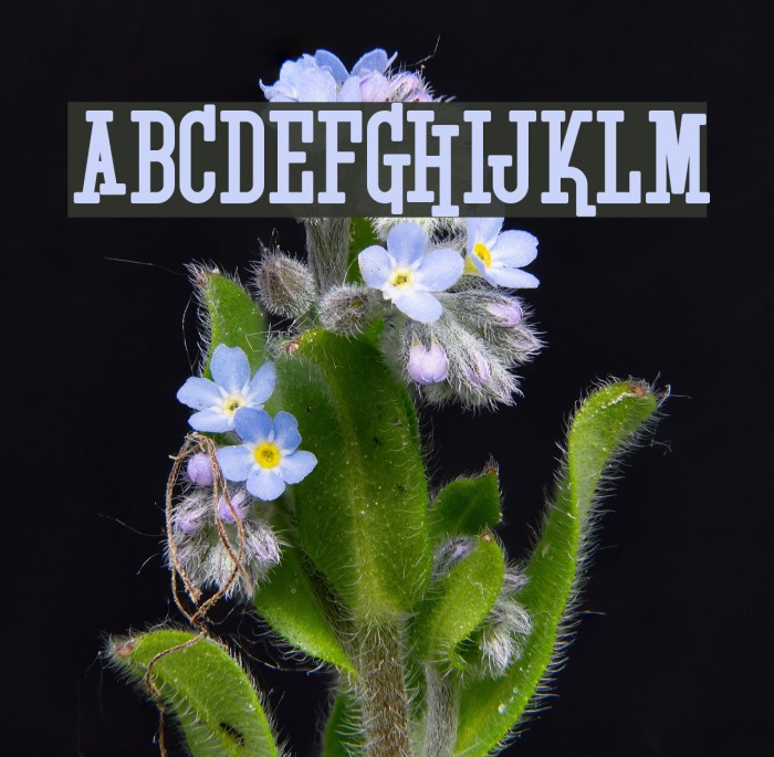 Krupke Font examples