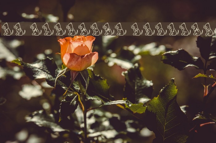 Ks Alphacat Regular Font examples