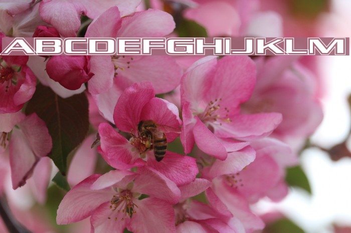 Kubra_Hollow Font examples