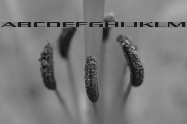 Kubra_Low Fuentes examples