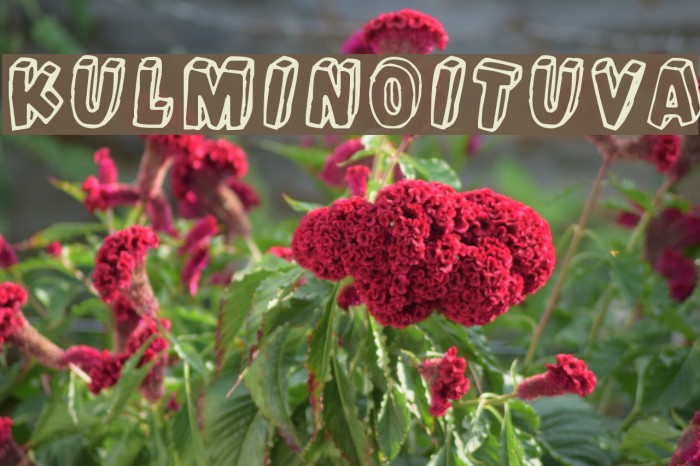 Kulminoituva Font examples