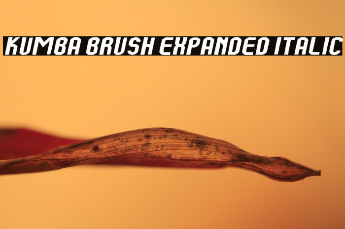 Kumba Brush Expanded Italic Example 2