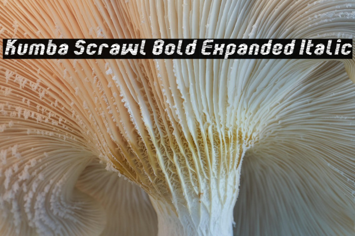 Kumba Scrawl Bold Expanded Italic Example 1