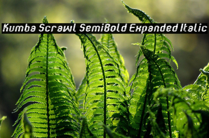 Kumba Scrawl SemiBold Expanded Italic Example 3