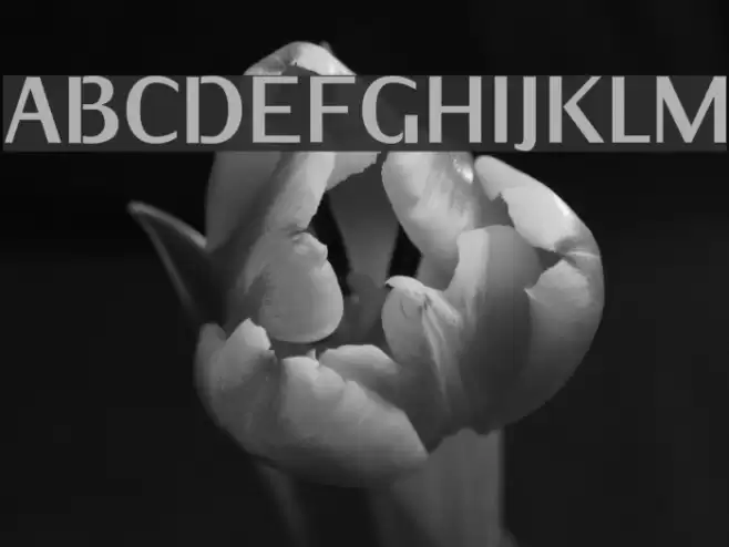 KurierCondHeavy-Regular Font examples