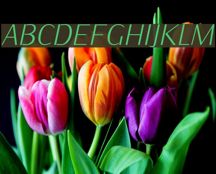KurierCondLight-Italic Font examples