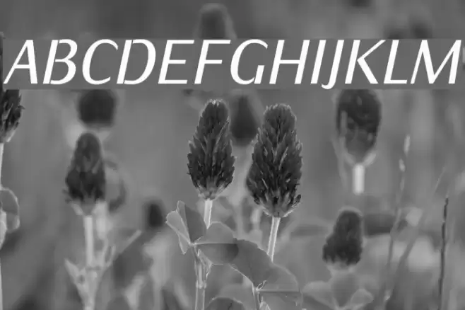 KurierCondMedium-Italic Polices examples