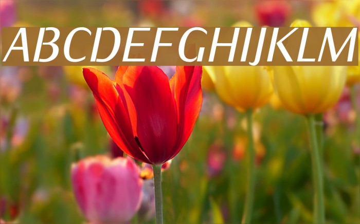KurierCondMedium-Italic Font examples