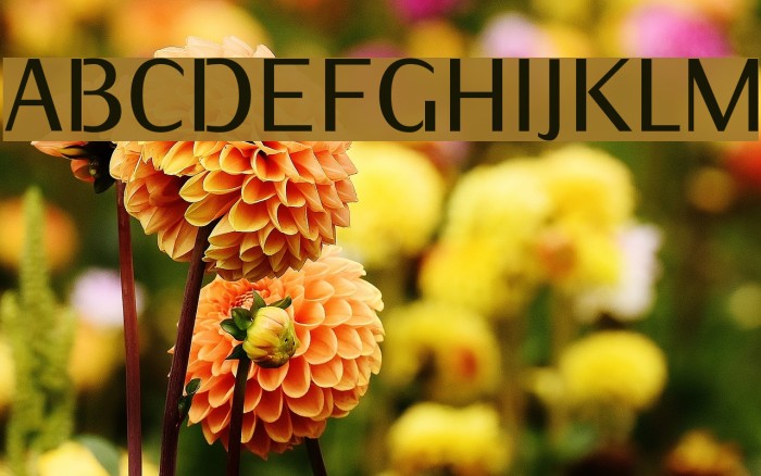 KurierCondMedium-Regular Font examples