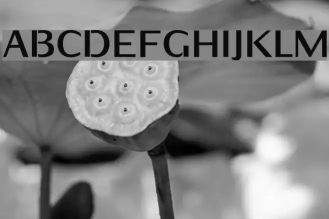 KurierHeavy-Regular Font examples