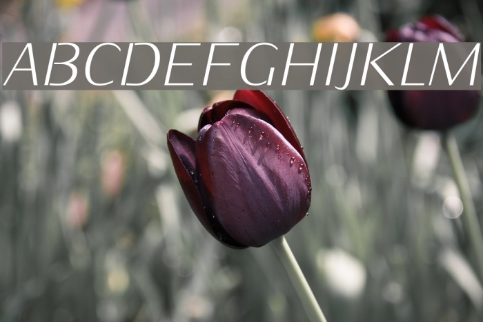KurierLight-Italic Font examples