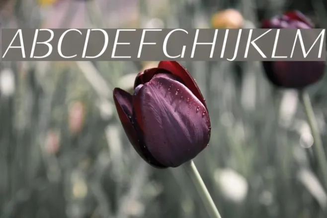 KurierLight-Italic Example 3