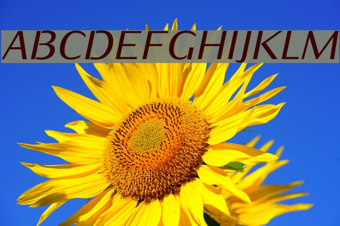 KurierMedium-Italic Font examples