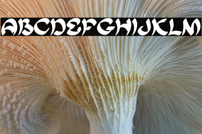 Kurohe-Regular Example 1