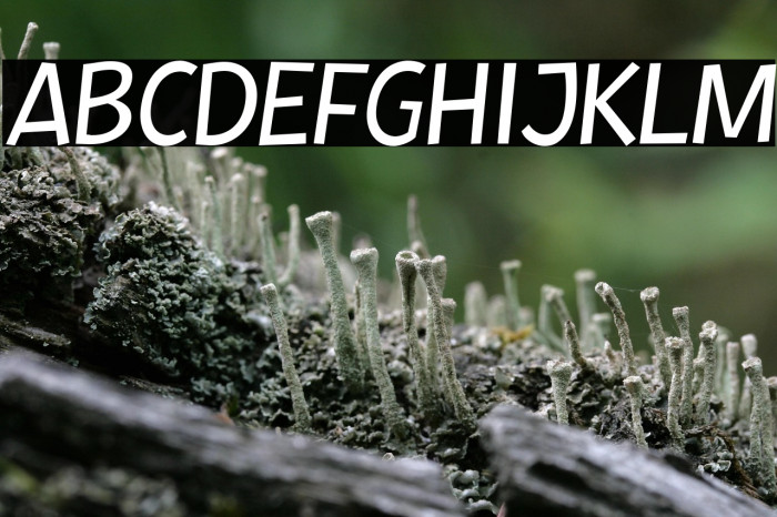 Kurri Island Caps Ita PERSONAL  Example 3