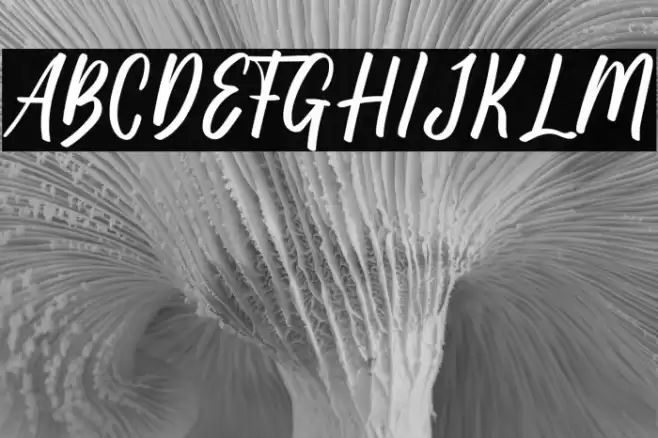 Kuta Beach Font examples