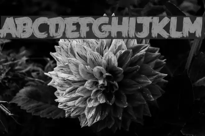 LA KAME A LEON Font examples