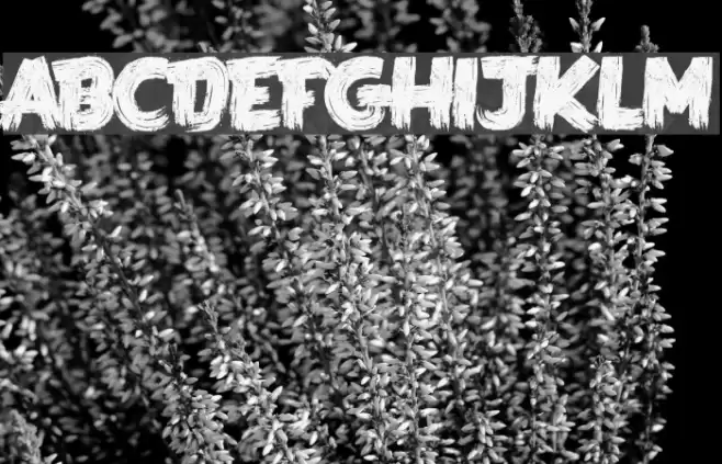 LA KAME A LEON Font examples