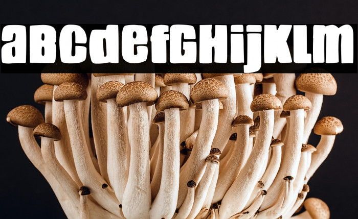 La Banda Municipal Example 1