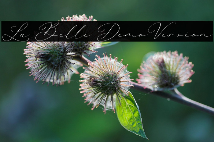 La Belle DemoVersion Example 2