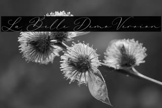 La Belle DemoVersion Font examples