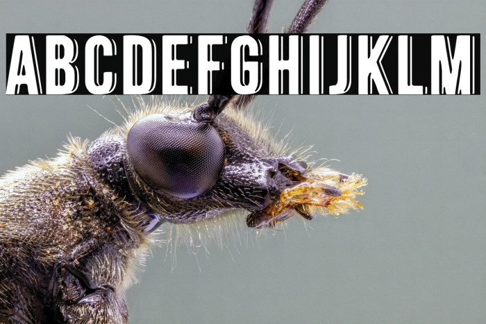 La Cebadita Example 2