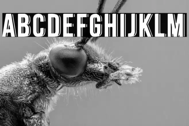 La Cebadita Font examples