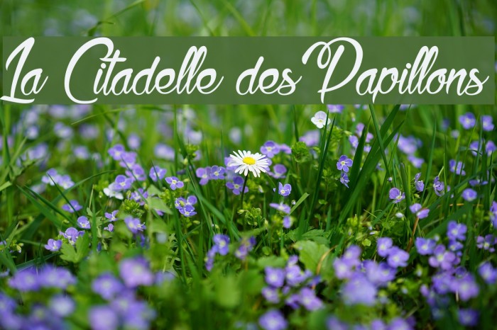 La Citadelle des Papillons Font examples
