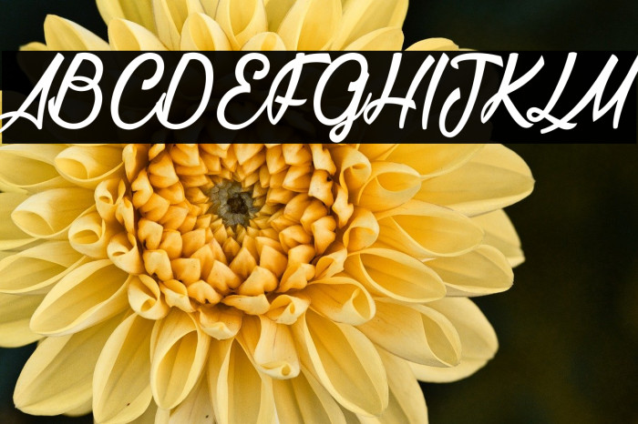 La Cithare_PersonalUseOnly Example 2