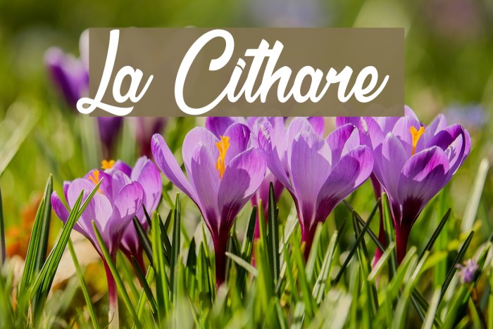La Cithare Fuentes examples