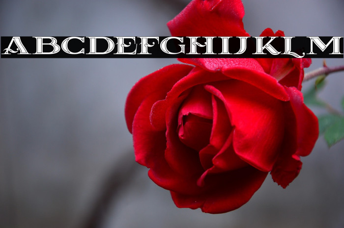 La Coste Inline Example 3