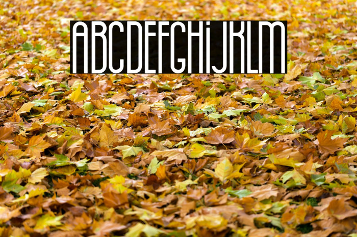 La Distinguida Font examples