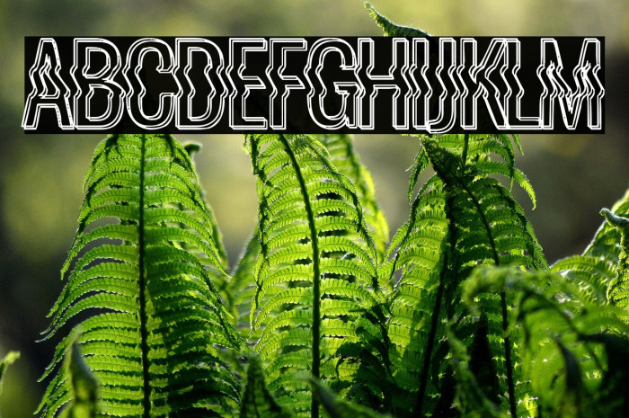 La Distorsionada Example 1