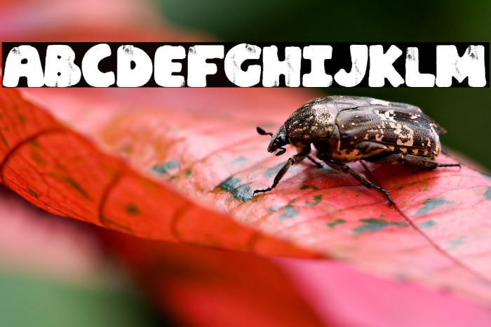 La Española Example 2