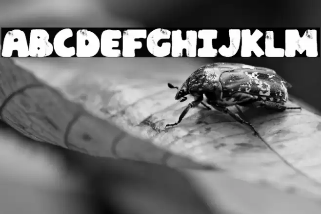 La Española Fonte examples