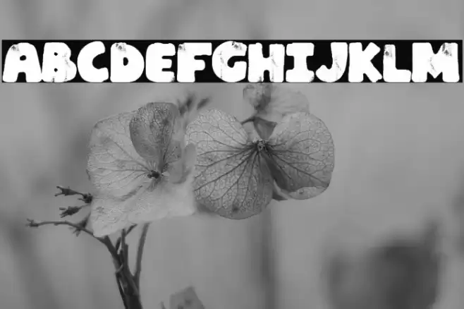 La Española Fonte examples