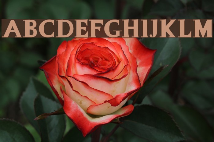 La Mamucha Font examples