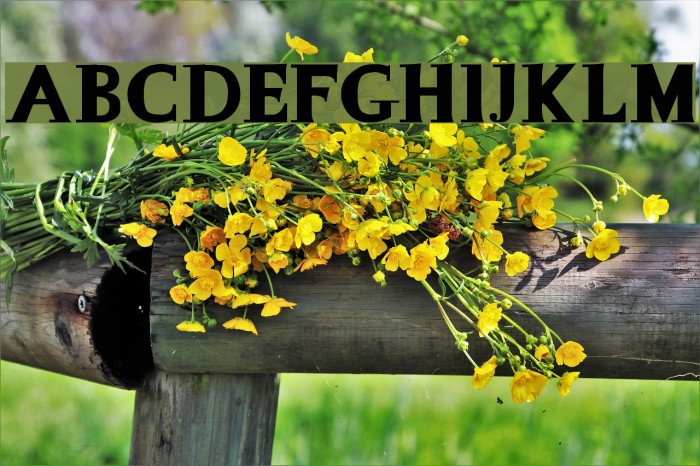 La Mamucha Font examples