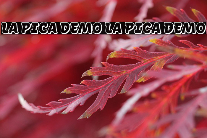 La Pica Demo La Pica Demo Example 3