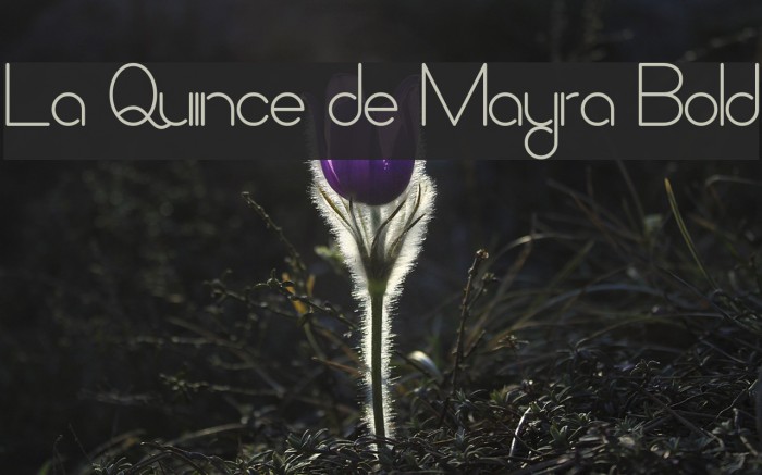 La Quince de Mayra Bold Fonte examples