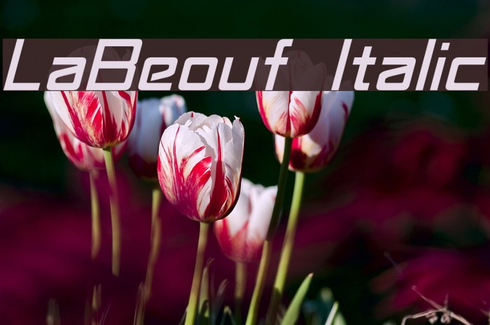 LaBeouf Italic Font examples