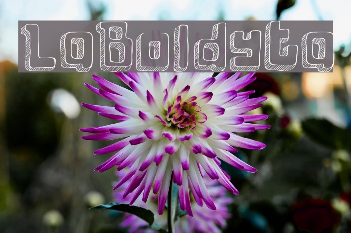 LaBoldyta Font examples