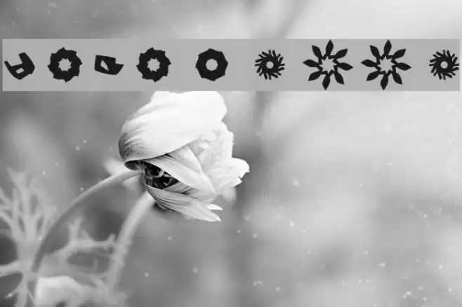 LaFanette Font examples