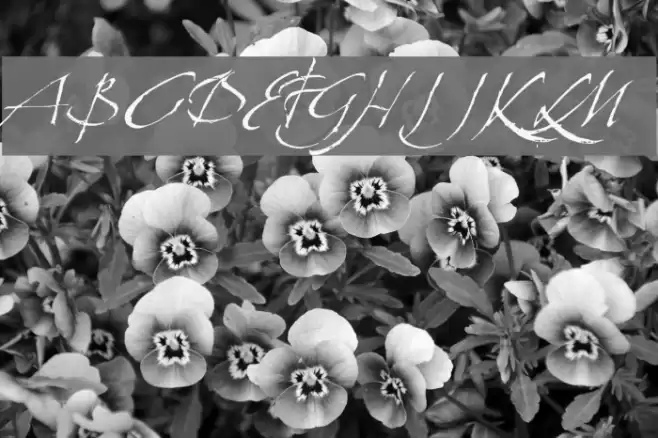 LaFigura Font examples