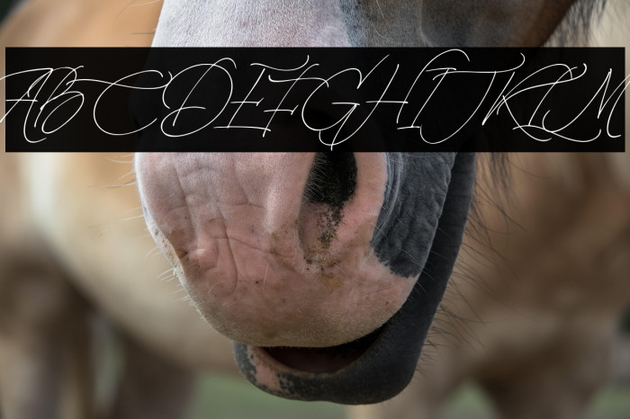 LaMonte-Regular Example 1