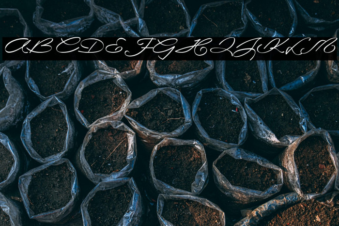 LaSonnambula-ffp Example 1