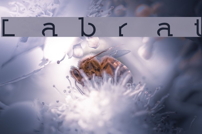 Labrat Font examples