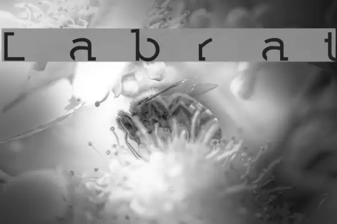Labrat Example 2